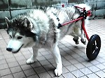 車椅子のお友達犬 シルバ（13才）ハスキー　スタンダード　Ｌ