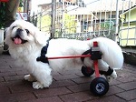 車椅子のお友達犬 シロくん（1歳）ペキニーズ 　スタンダードS