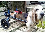 車椅子のお友達犬 ボギー君（11歳）バセットハウンド　カスタムカート