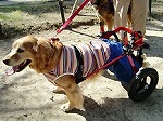 車椅子のお友達犬 ドリーちゃん 末期がんの骨転移　スタンダードL