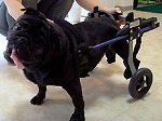 車椅子のお友達犬 ボクちゃん（1才）　パグ　カスタムカート 
