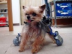 車椅子のお友達犬 ウィンくん　（10歳）ヨークシャテリア　カスタム