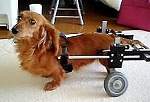 車椅子のお友達犬 ミニチュアダックスフンド　メス　4歳　