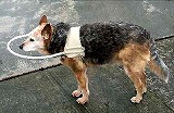 チベタン・マスティフにぴったりの盲犬杖L